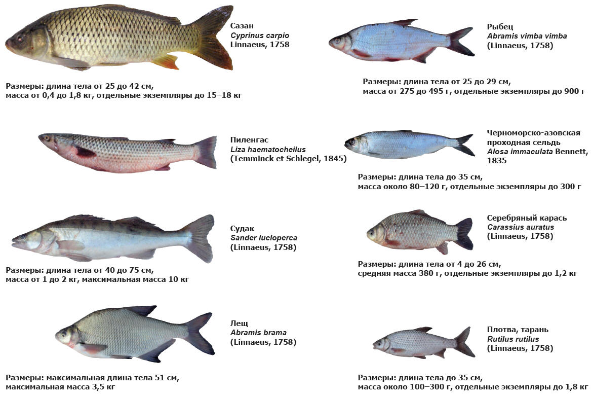 Промысловая рыба – виды и фото