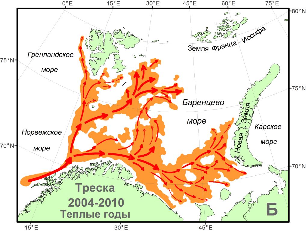 Схема миграций и распределение промысловых скоплений трески в Баренцевом море в аномально тёплые годы